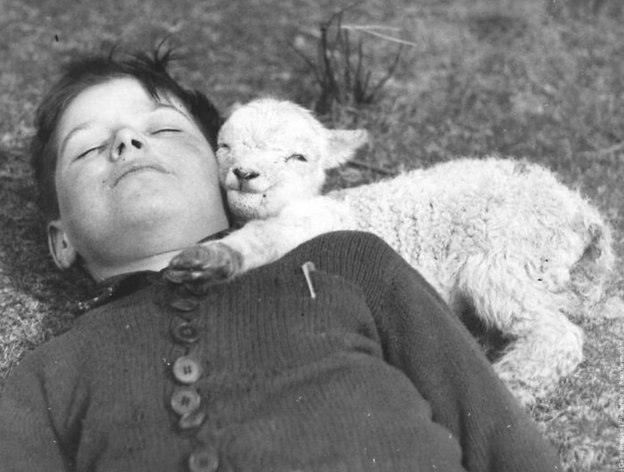 Farm boy napping with a lamb, ca. 1940 